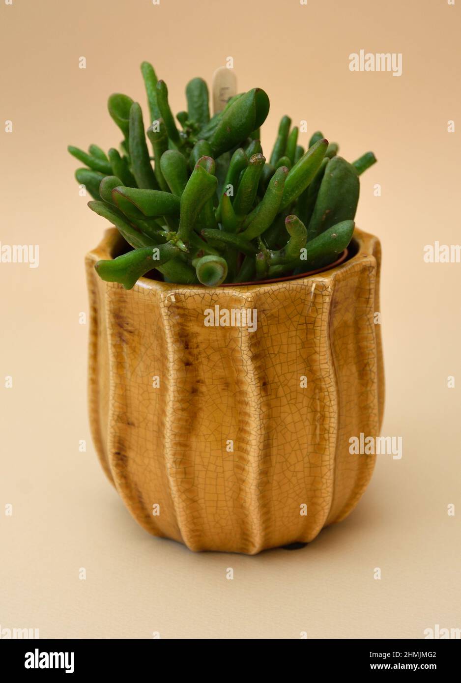 Crassula ovata pianta succulenta in vaso smaltato Foto Stock
