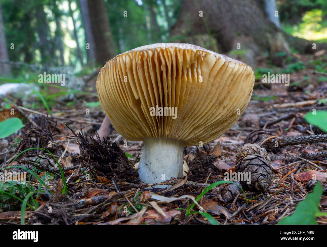 Funghi selvatici che crescono in foresta Foto Stock
