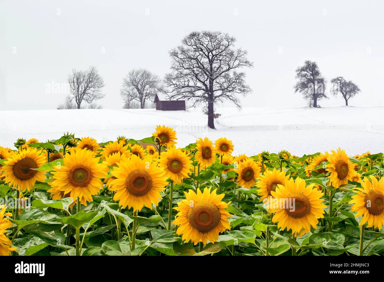 Misteriosa scena invernale con girasoli in piena fioritura. Una conseguenza del cambiamento climatico o della semplice modifica. Un segnale di avviso di riscaldamento globale con spazio per le copie. Foto Stock