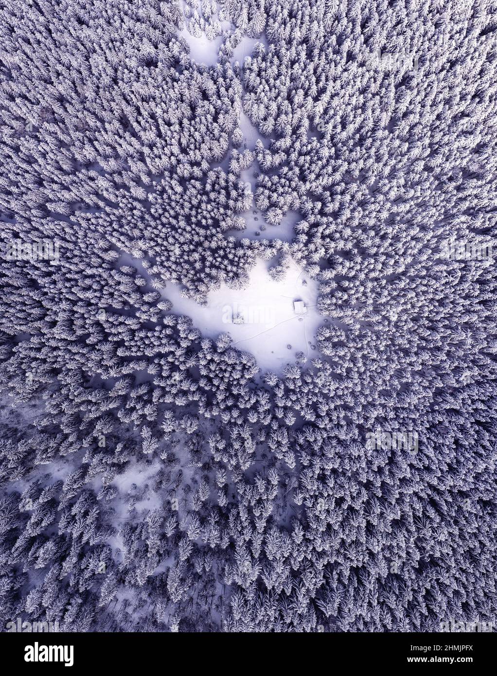 Foto verticale da un drone. Inverno foresta coperta di neve. Capanna di legno sul prato. Paesaggio al mattino freddo. Alberi nelle nevicate. Turistico Foto Stock