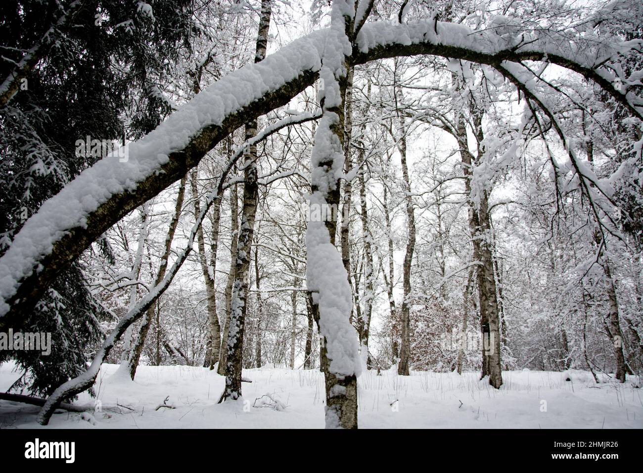 Schneebedeckte Birken im Moorwald von la Rogivue Foto Stock