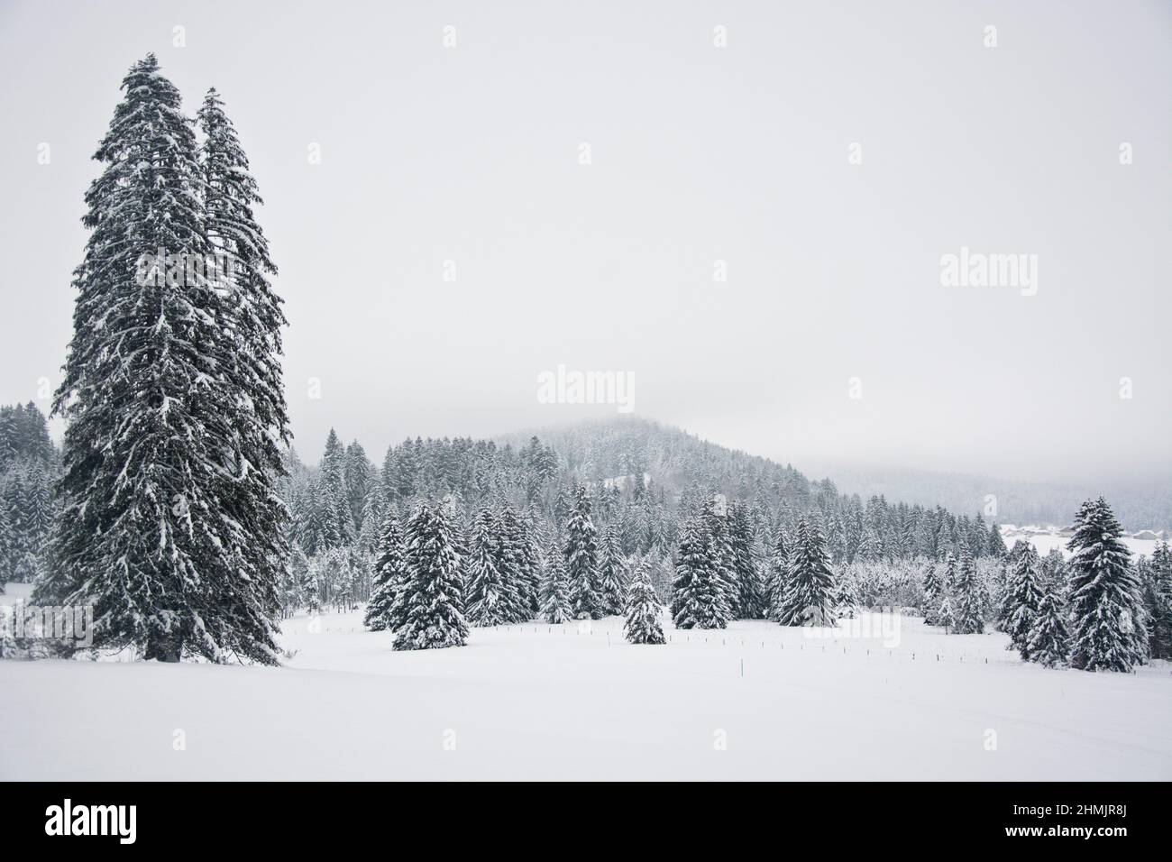 Winterliche Märchenlandschaft beim Moor von la Vraconnaz im Waadtländer Jura, Schweiz Foto Stock