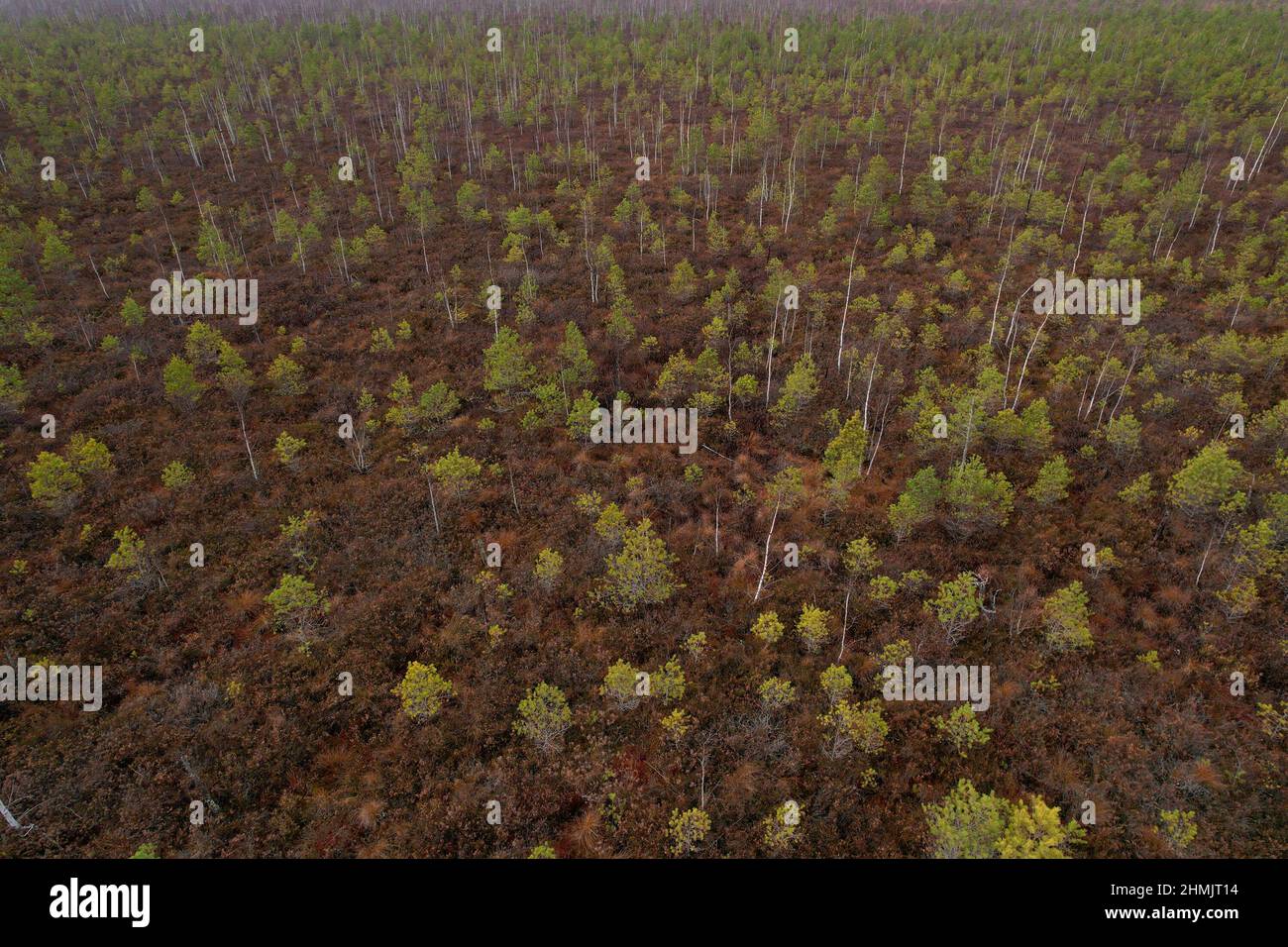 Palude con piccoli alberi di abete rosso e pino. Paesaggio selvaggio di guglie. Paludi dell'Europa orientale e torbiere. Riserva ecologica nella fauna selvatica. Paludi al nat selvaggio Foto Stock