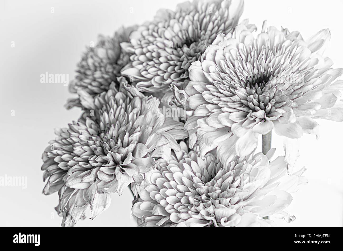 Wall Art immagini dei fiori poi elaborate come immagini di belle arti con software di editing. Immagini ideali per i tipi Foto Stock