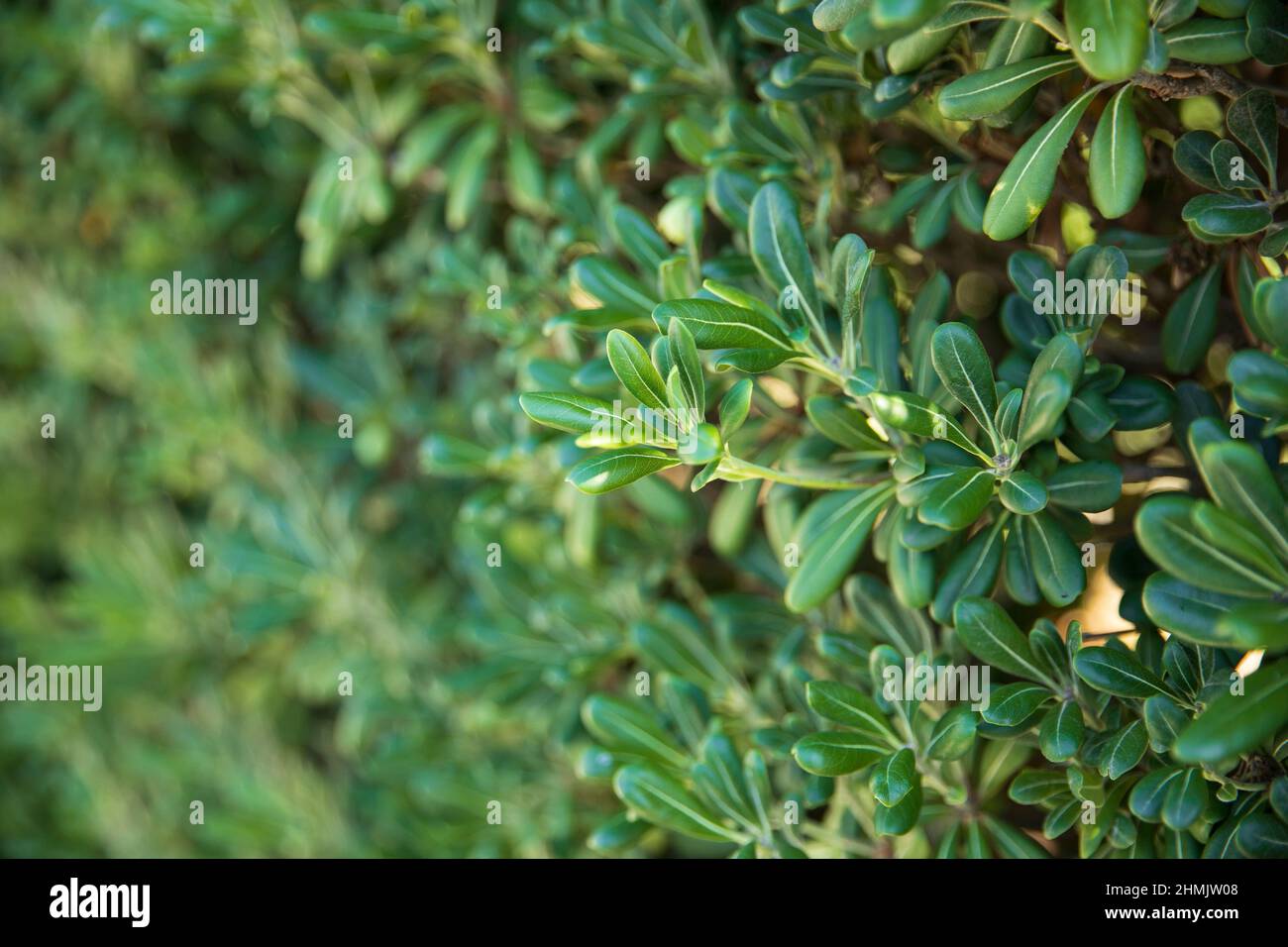 Bellissimi fiori in Croazia Foto Stock