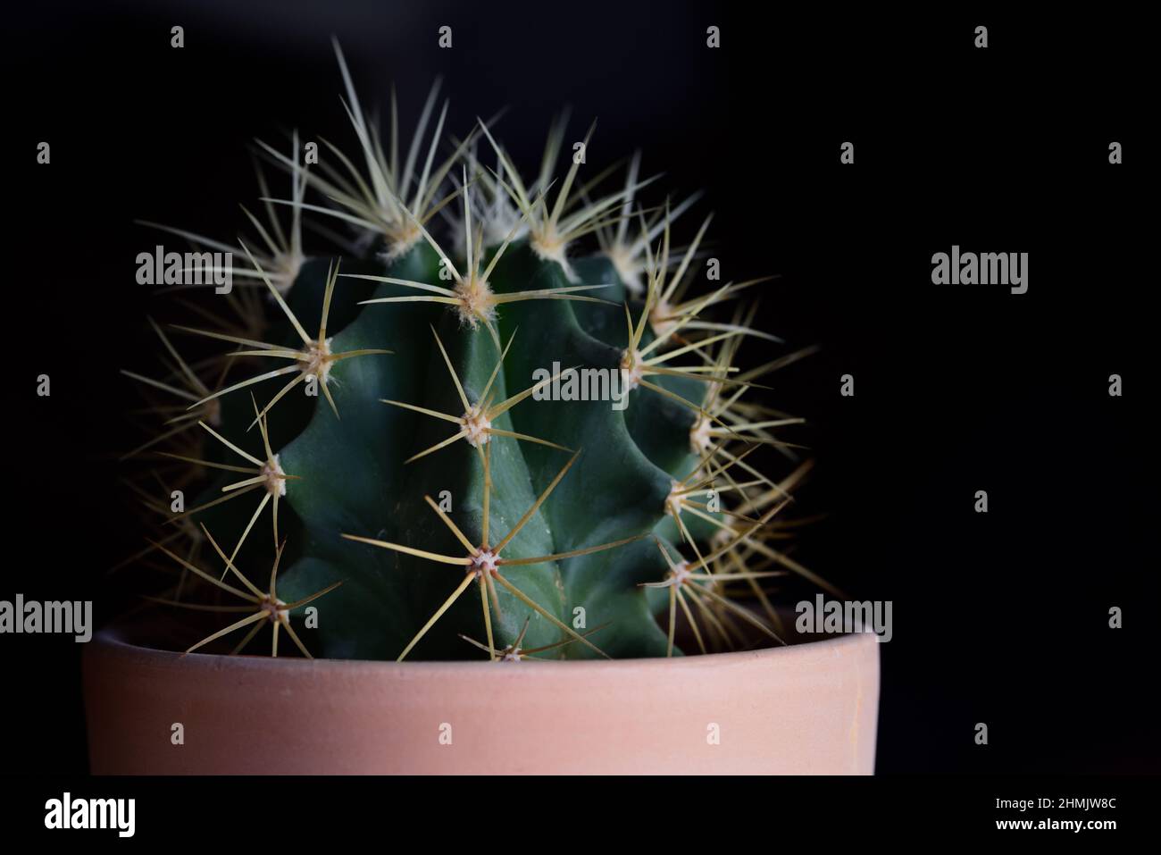Un piccolo cactus pungente verde con punte lunghe, in una pentola di fiori di argilla cotta al forno, su sfondo scuro, con una piccola macchia bianca di luce nella parte superiore della ba Foto Stock