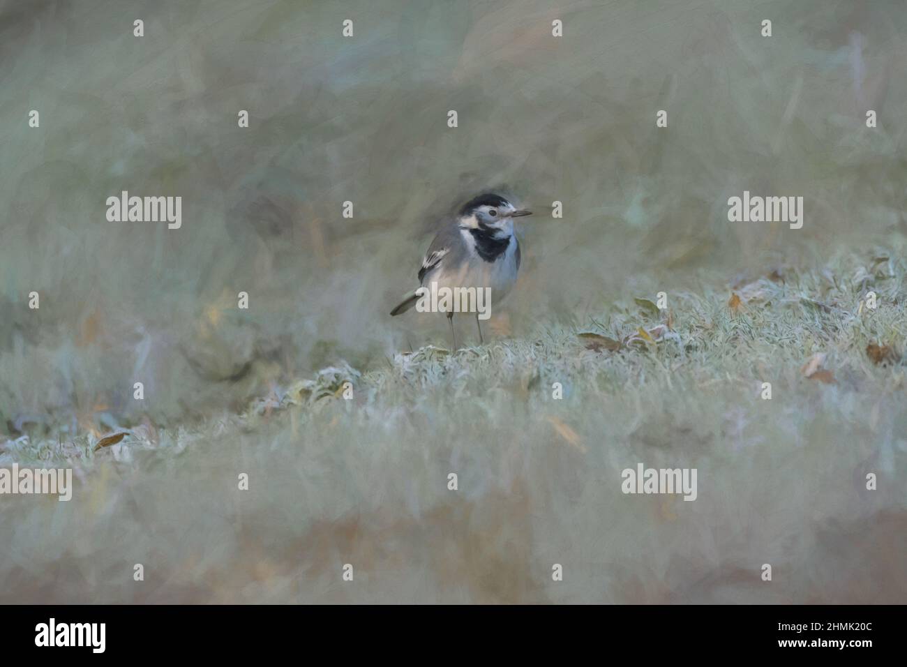 Pittura digitale di un adulto Pied Wagtail, Motacilla Alba Yarrellii su pascoli ghiacciati durante l'inverno britannico. Foto Stock