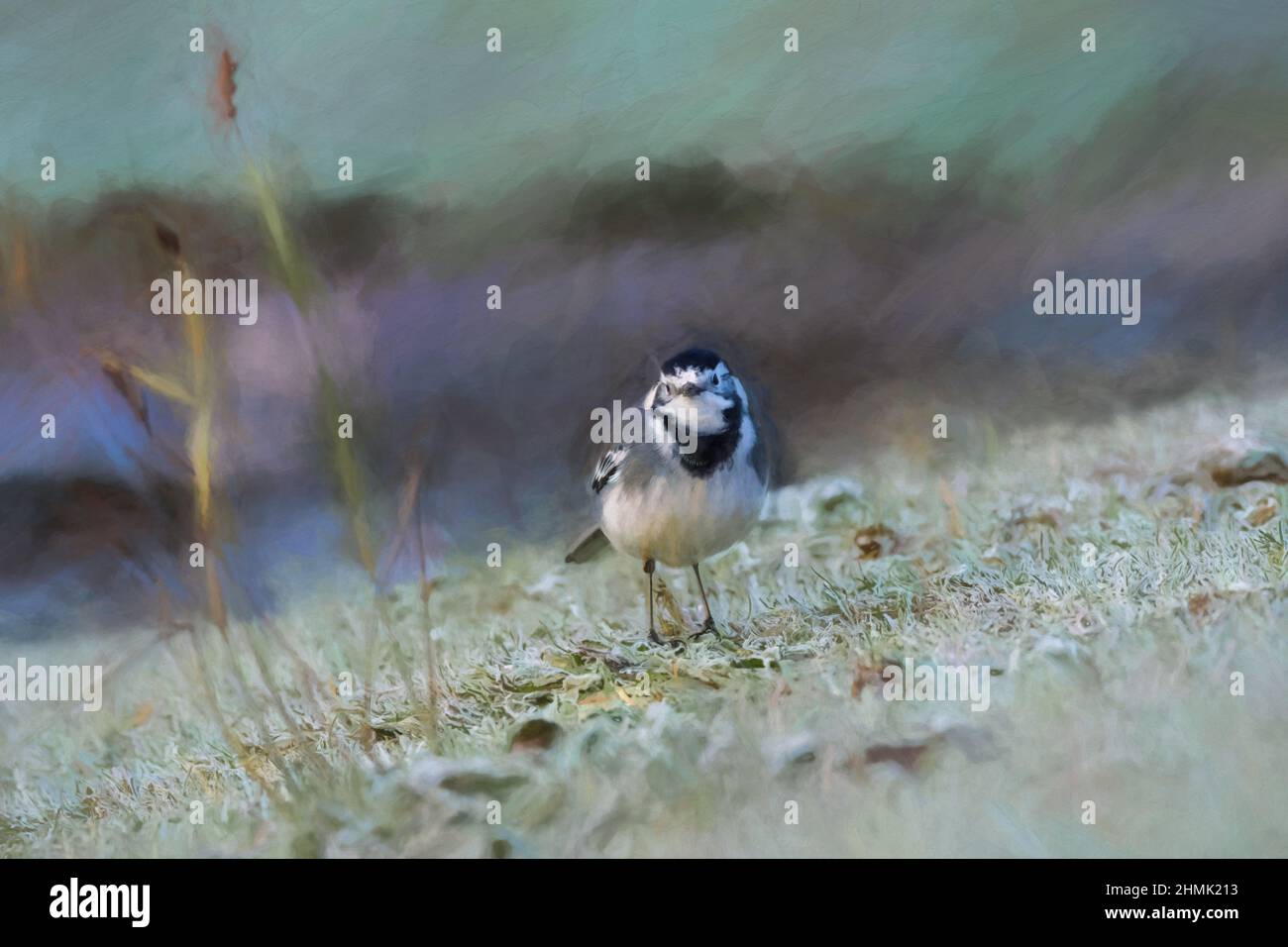 Pittura digitale di un adulto Pied Wagtail, Motacilla Alba Yarrellii su pascoli ghiacciati durante l'inverno britannico. Foto Stock