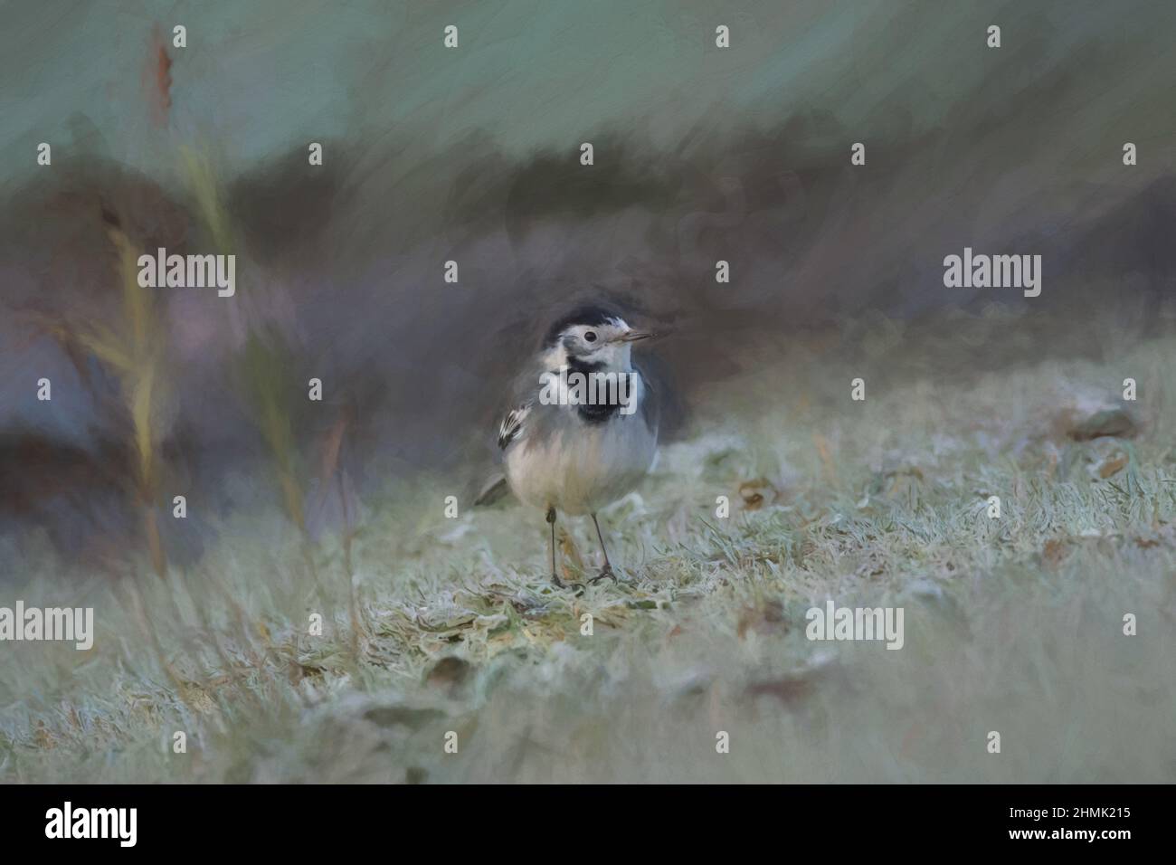 Pittura digitale di un adulto Pied Wagtail, Motacilla Alba Yarrellii su pascoli ghiacciati durante l'inverno britannico. Foto Stock