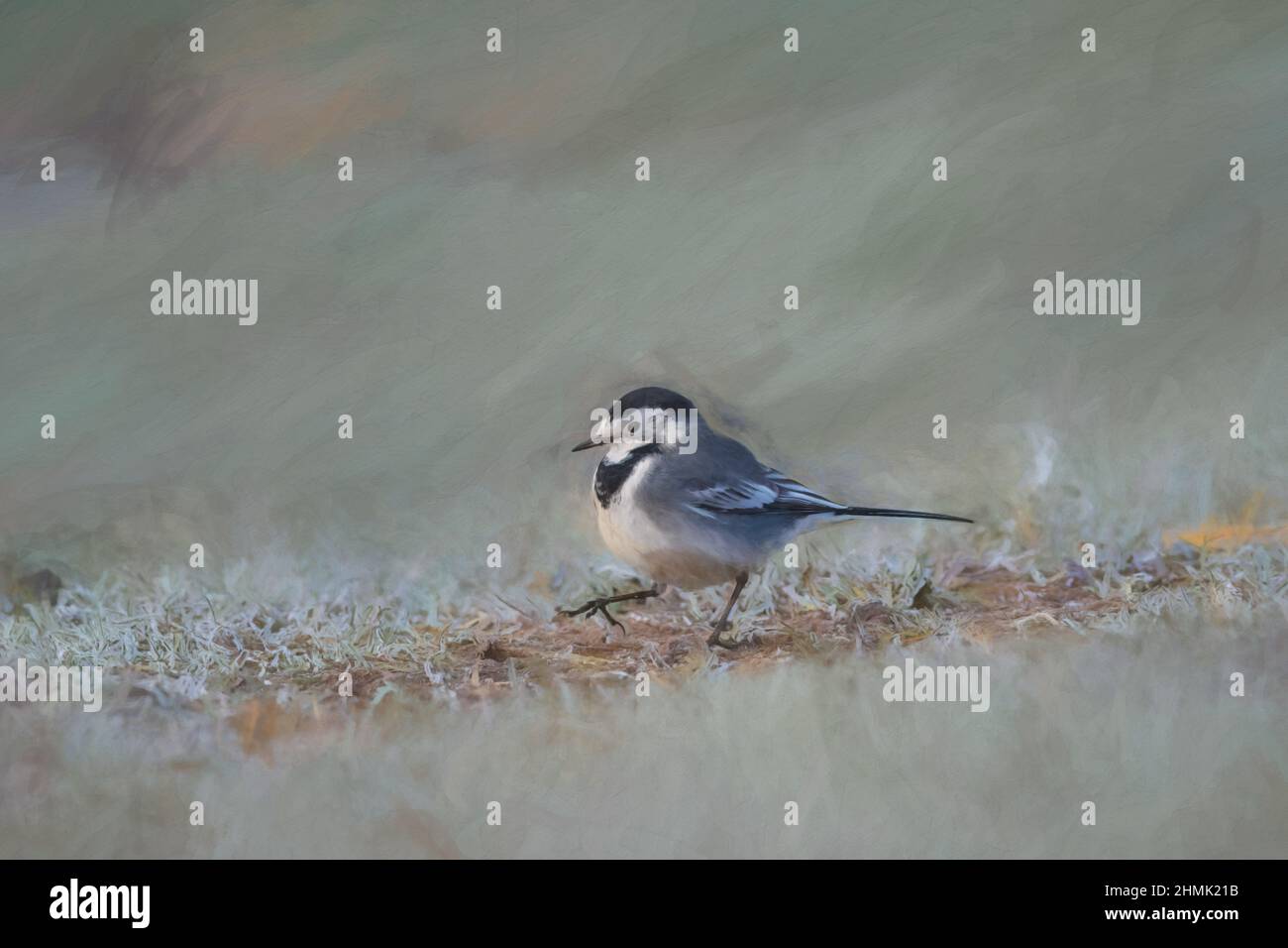 Pittura digitale di un adulto Pied Wagtail, Motacilla Alba Yarrellii su pascoli ghiacciati durante l'inverno britannico. Foto Stock