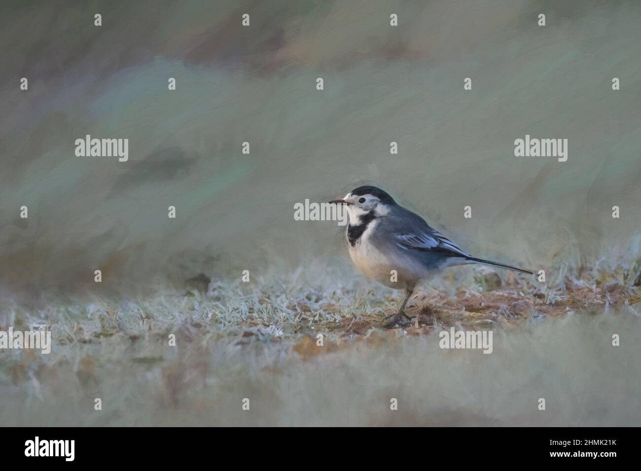 Pittura digitale di un adulto Pied Wagtail, Motacilla Alba Yarrellii su pascoli ghiacciati durante l'inverno britannico. Foto Stock