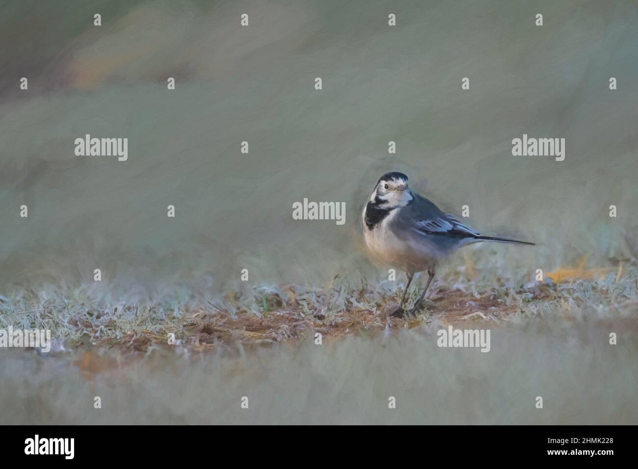 Pittura digitale di un adulto Pied Wagtail, Motacilla Alba Yarrellii su pascoli ghiacciati durante l'inverno britannico. Foto Stock