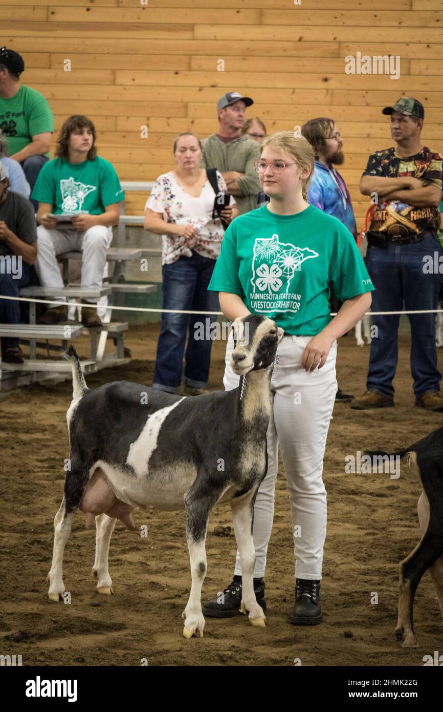Membro della Blue Earth County 4-H, Zoe Johnson mostrando una capra da latte LaMancha alla Minnesota state Fair Foto Stock