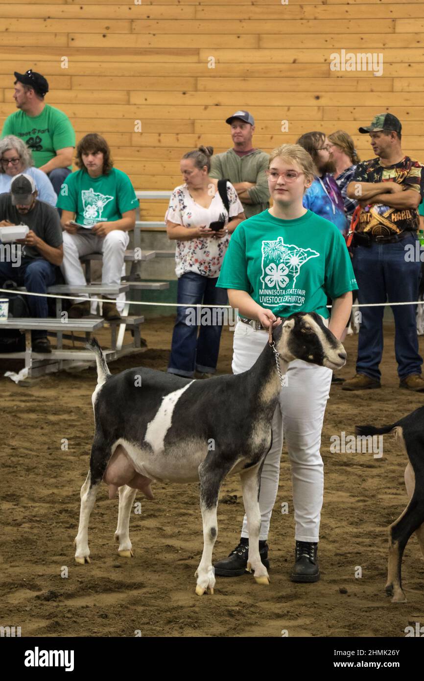 Membro della Blue Earth County 4-H, Zoe Johnson mostrando una capra da latte LaMancha alla Minnesota state Fair Foto Stock