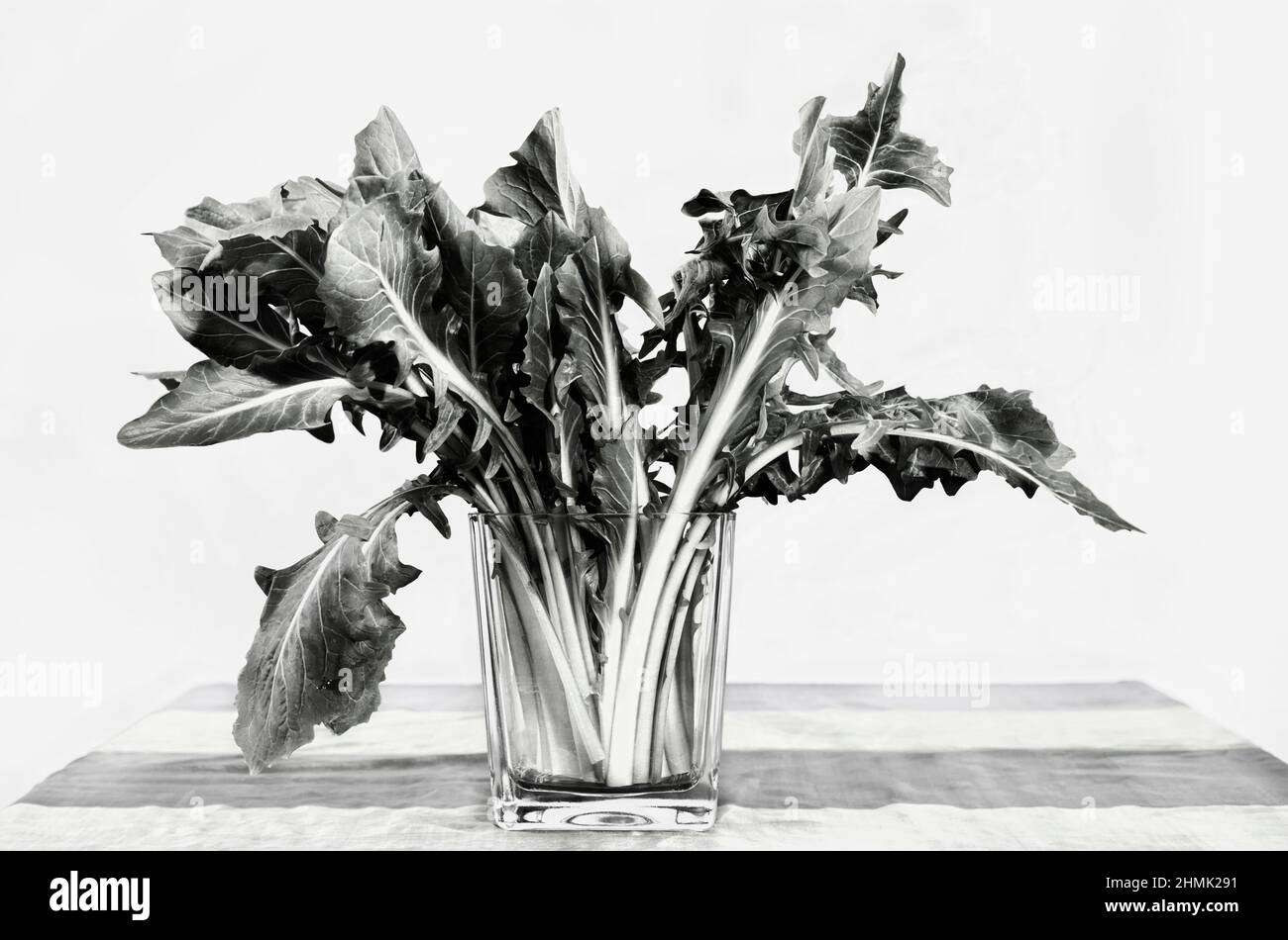 Mazzo fresco di cicoria in vaso di vetro in bianco e nero, lunghe foglie di cicoria catalogna Foto Stock