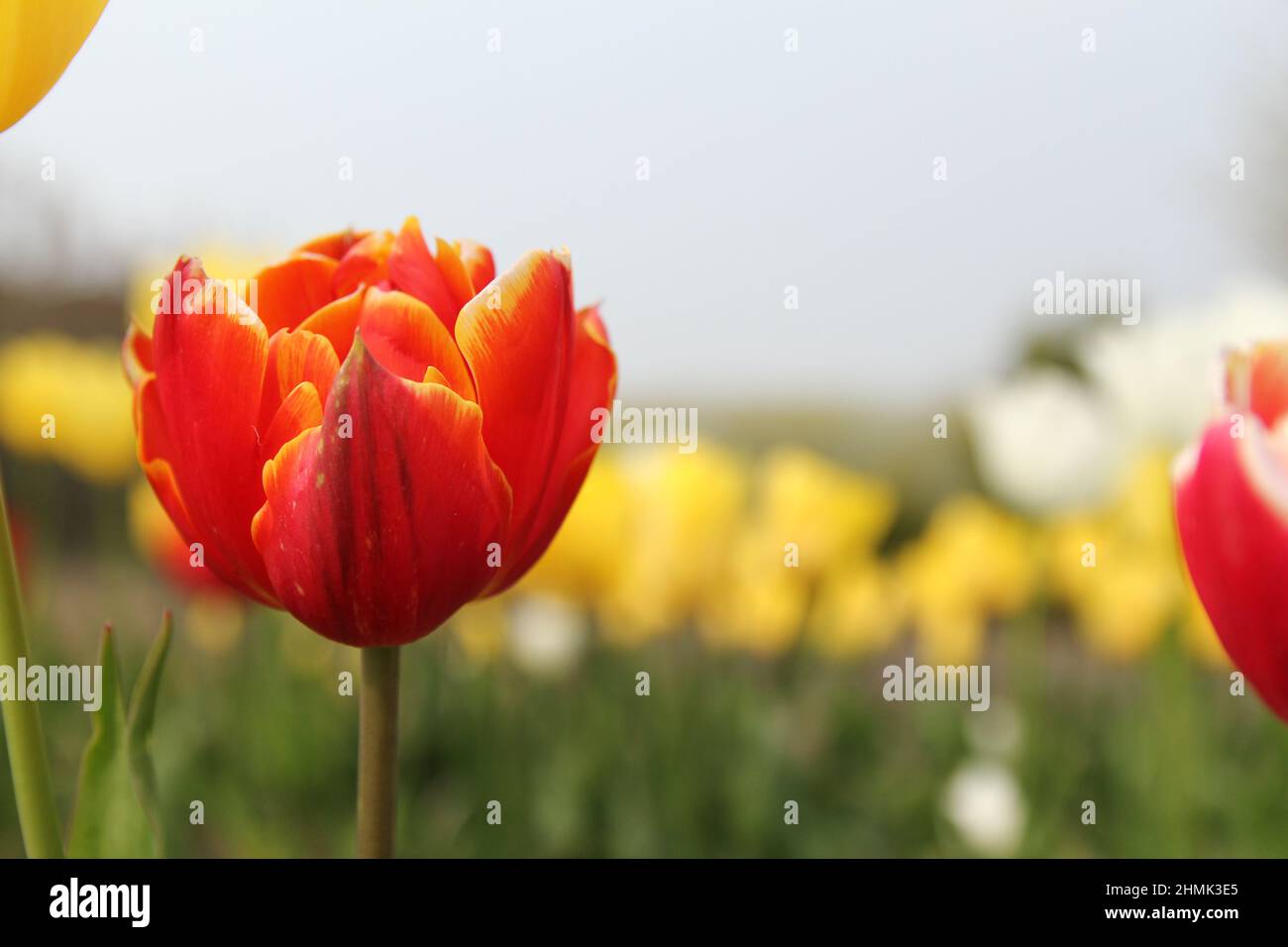 un tulipano rosso con bordi gialli in un giardino fiorito in olanda e tulipani gialli e cielo blu sullo sfondo in primavera Foto Stock