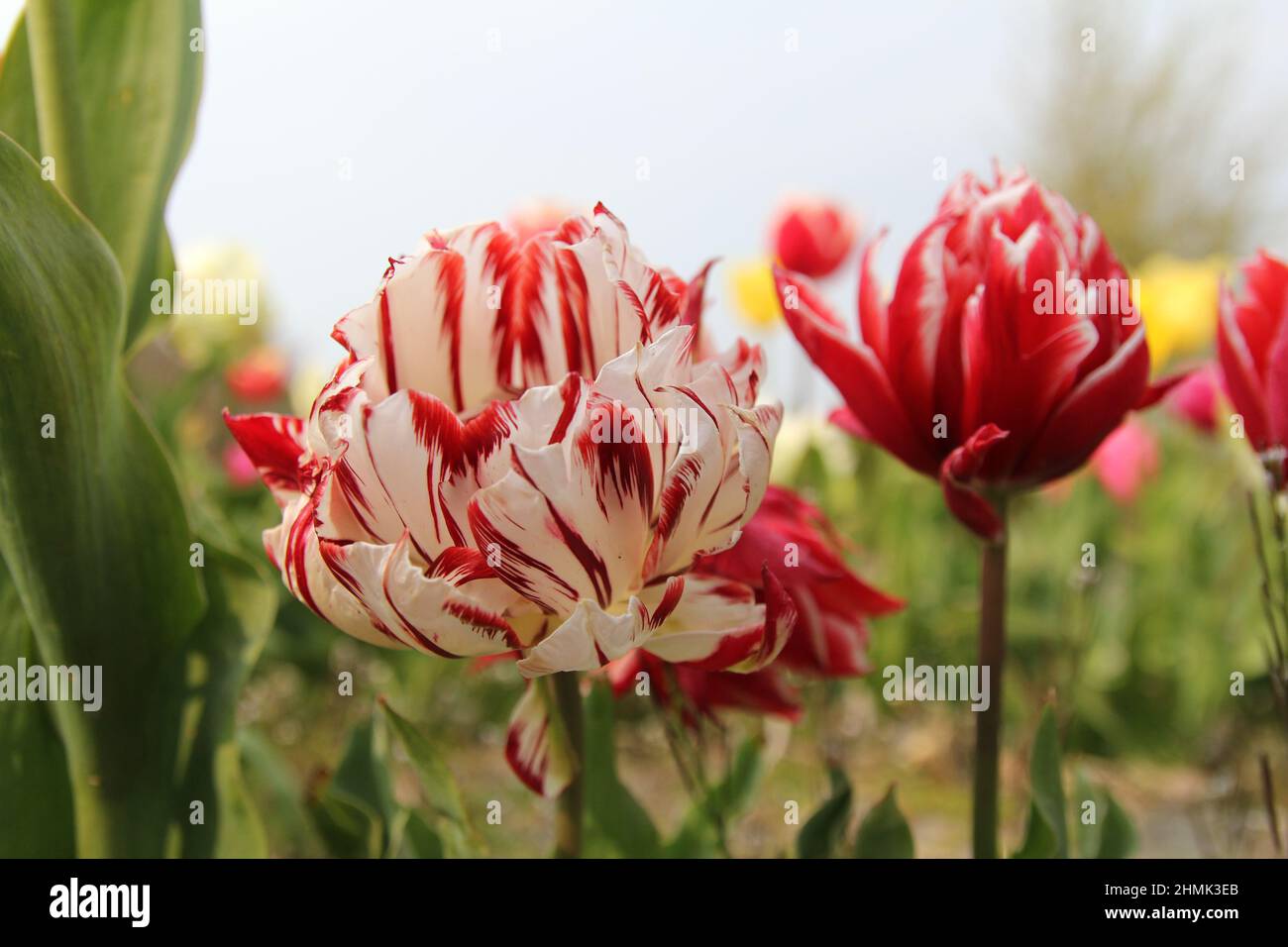 un bel tulipano bianco di peonia con fiamme rosse 'carnaval de nice' e un tulipano rosso doppio nel giardino dei fiori in olanda in primavera primo piano Foto Stock