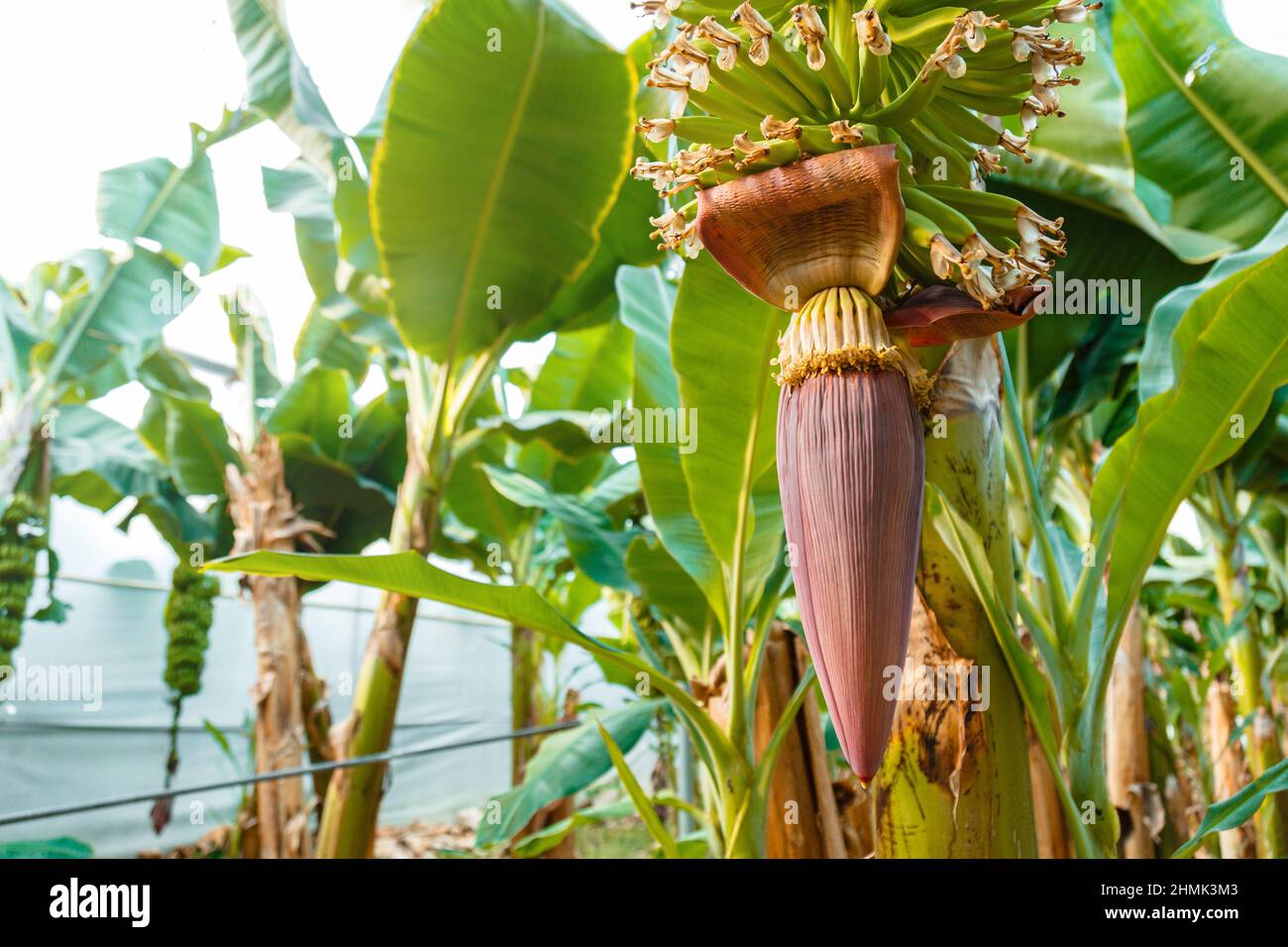Grande Banana fiore su ramo verde. Giovane Banana fiorisce con foglie da vicino su palme in giardino tropicale. Produzione di frutta di banana a banana Foto Stock