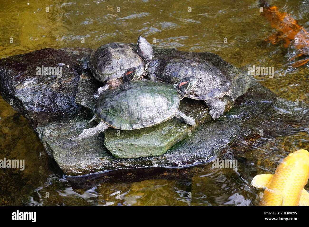 Tartarughe su una roccia in un laghetto Foto Stock