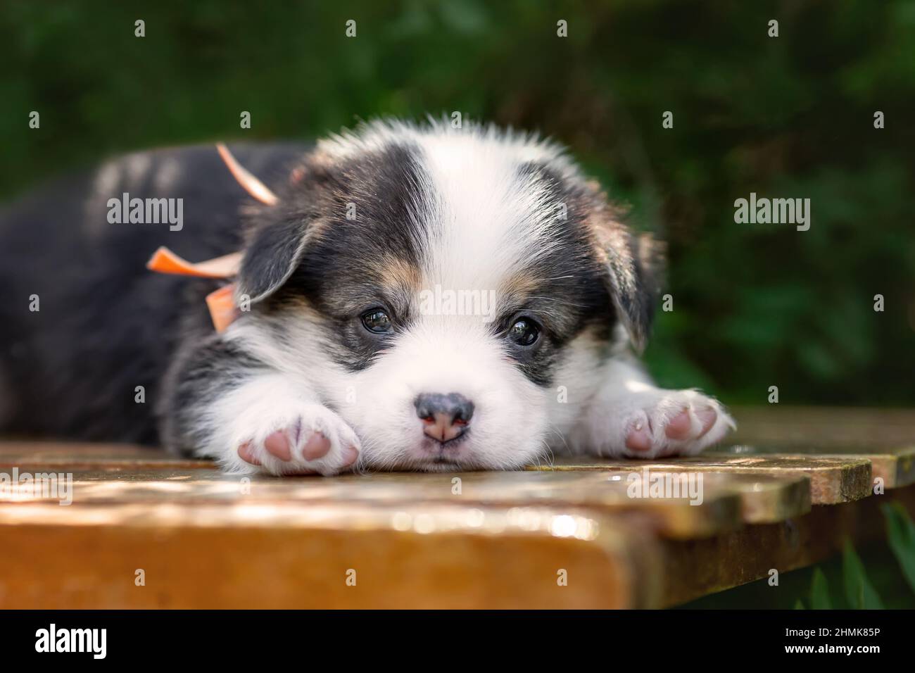 Carino cucciolo piccolo di pembroke gallese corgi razza cane sdraiato in giardino estivo Foto Stock