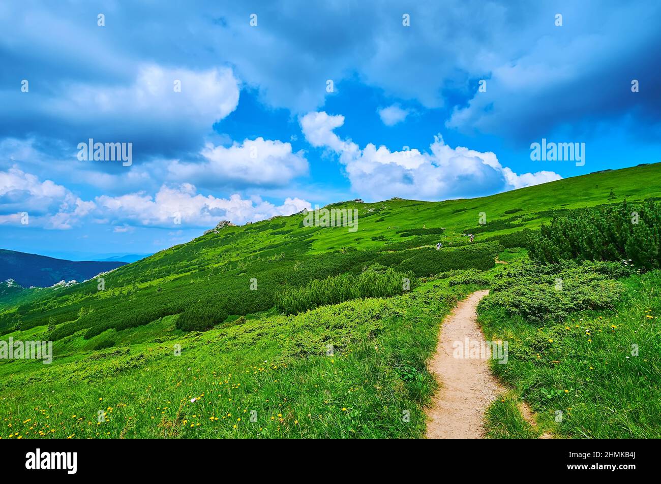 Godetevi la vista della montagna con lussureggiante vegetazione Alpine Tundra con erbe, fiori selvatici e arbusti di pino, catena montuosa di Chornohora, Carpazi, U. Foto Stock