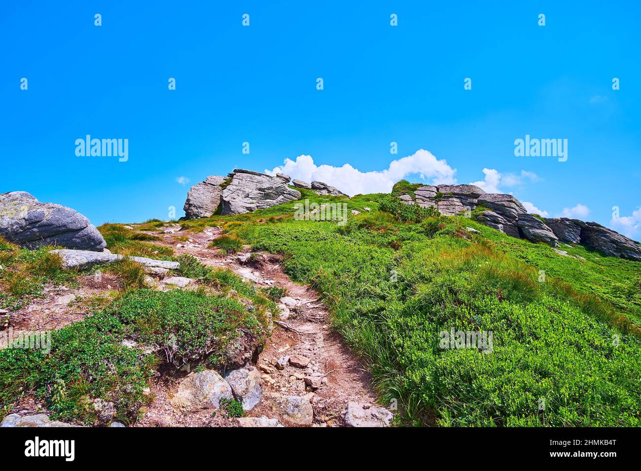 Il pendio roccioso della pietra di Monte delle orecchie (Vukhatyi Kamin), coperto di erbe verdi, arbusti e fiori selvatici, catena montuosa di Chornohora, Carpazi Foto Stock