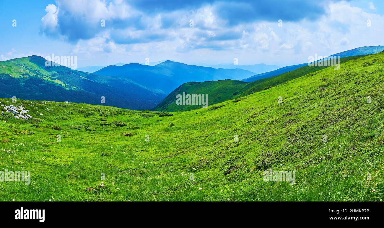 Esplora la vegetazione della catena montuosa di Chornohora con erbe verdi e fiori selvatici della zona Alpina di Tundra, Carpazi, Ucraina Foto Stock