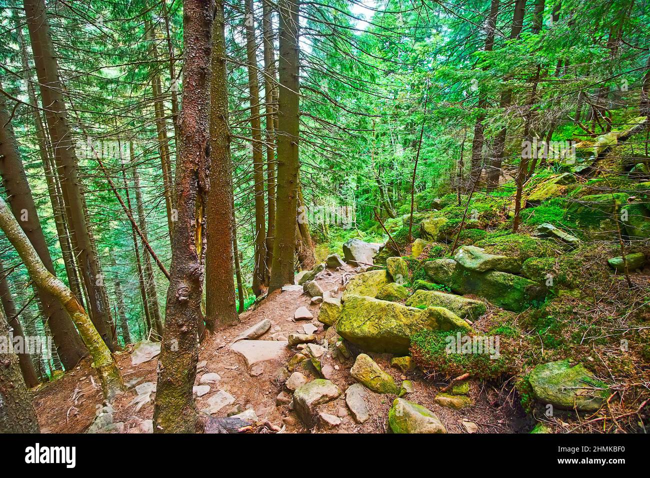 Il pendio di talus, coperto di muschio verde e di alta foresta di larici ombrosi, Dzembragonia, Carpazi montagne, Ucraina Foto Stock