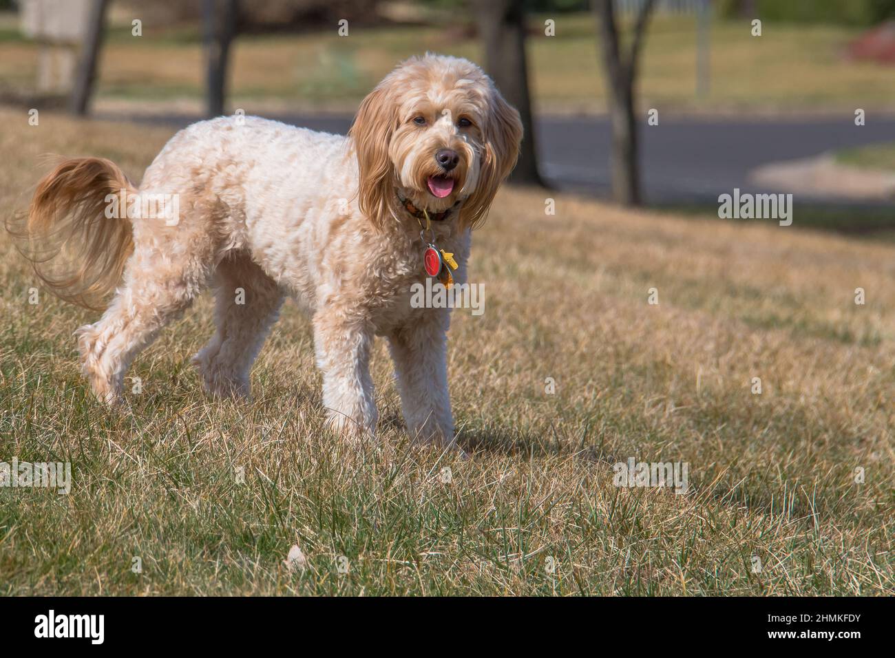 F1B mini goldendoodle femmina cane al parco Foto Stock