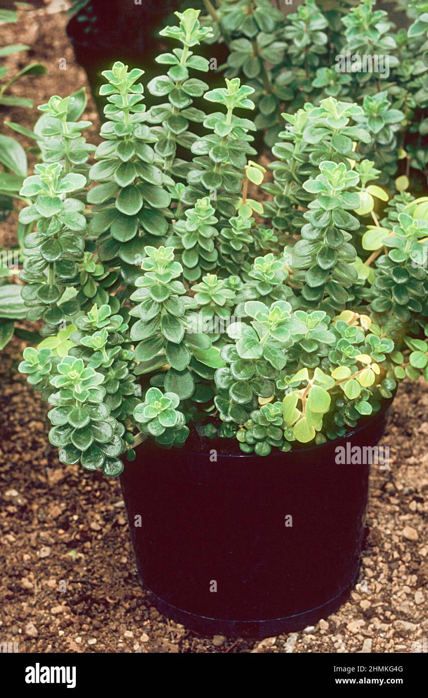 Peperomia verticillata crescere in una pentola un sempreverde perenne con fiori verdi è gelo tenero buona casa pianta interna anche chiamato Red Log peperomia Foto Stock