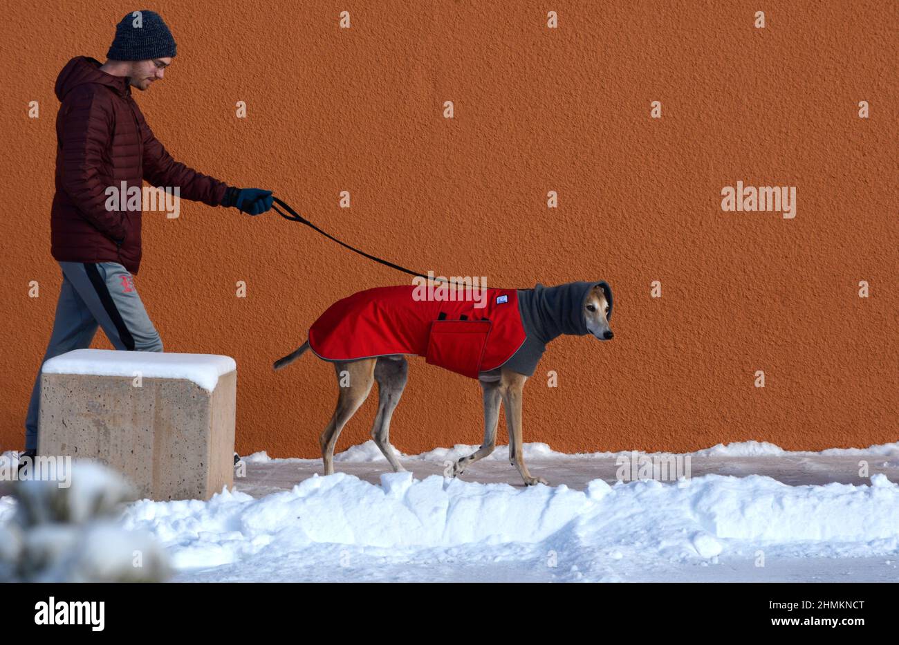 Un uomo cammina il suo levriero di salvataggio a Santa Fe, New Mexico. Il cane indossa un cappotto invernale e uno scaldabiberon o uno snood per cani realizzato da Voyager K9 Apparel. Foto Stock