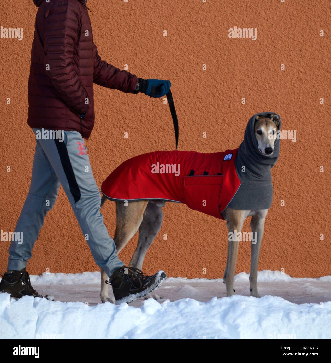 Un uomo cammina il suo levriero di salvataggio a Santa Fe, New Mexico. Il cane indossa un cappotto invernale e uno scaldabiberon o uno snood per cani realizzato da Voyager K9 Apparel. Foto Stock