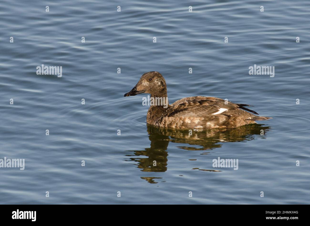 Bianco-Orchetto alato, Melanitta deglandi Foto Stock