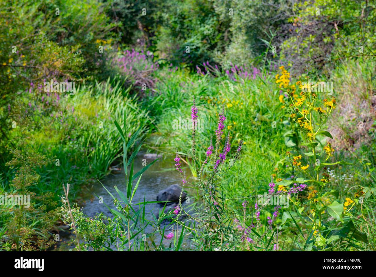 molte erbe diverse crescono vicino al fiume Foto Stock