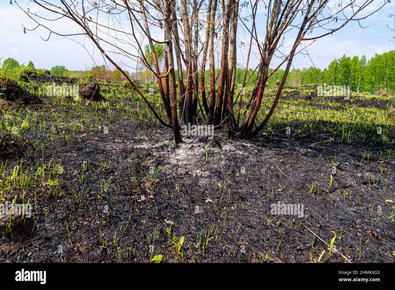 bruciò cespuglio e la vegetazione circostante danneggiato da erba primaverile che brucia e incendi di campo Foto Stock