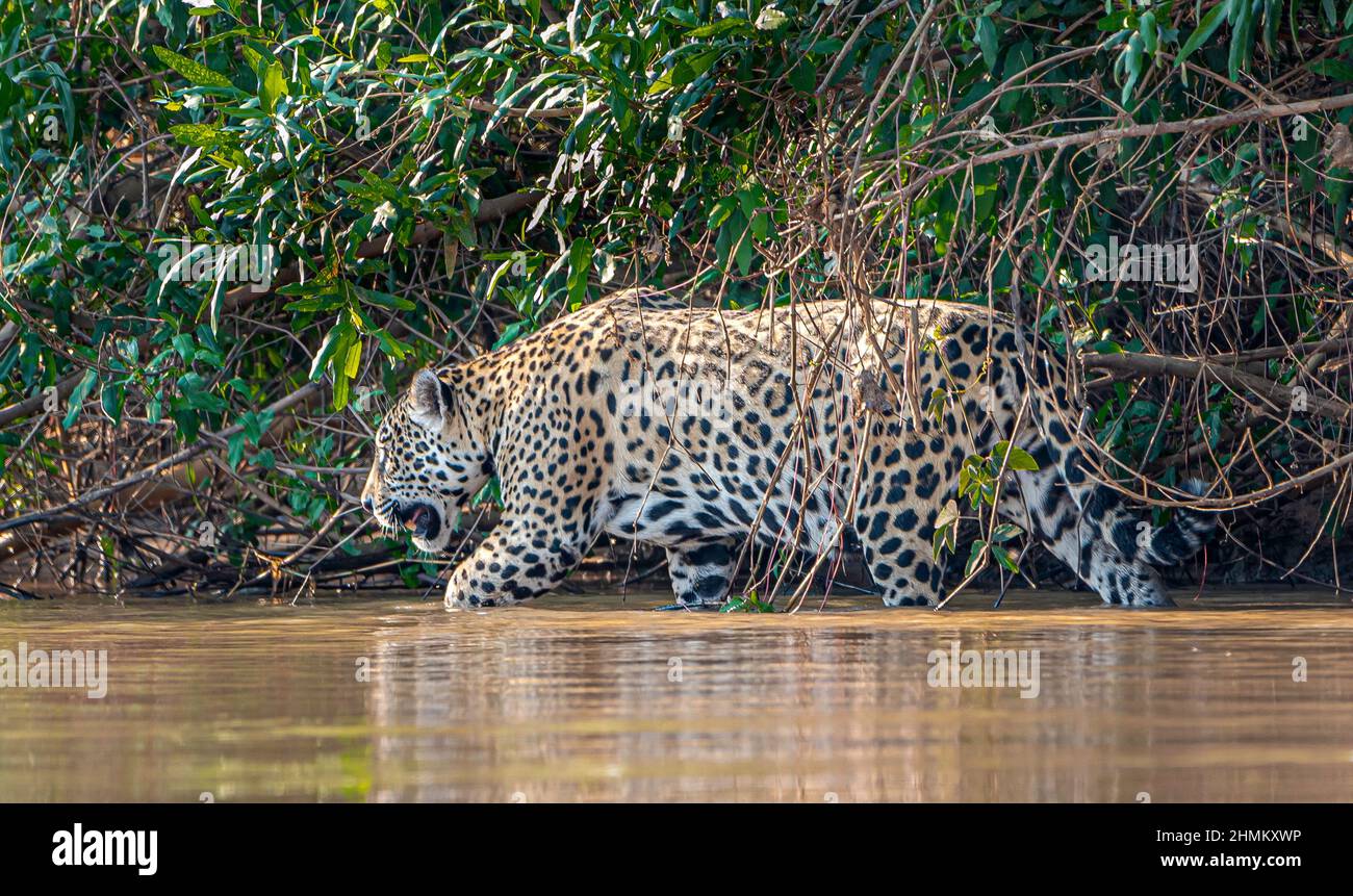Jaguar camminando nell'acqua del fiume Cuiaba nel Pantanal in Brasile Foto Stock