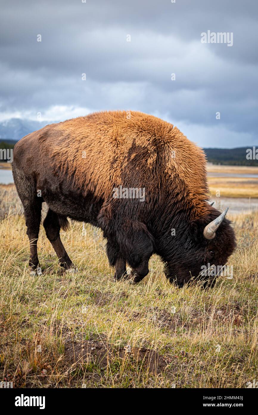 Pelliccia marrone bisonte americano con corno affilato camminare e mangiare erba secca a terra all'interno del Parco Nazionale di Yellowstone, Wyoming, Stati Uniti. Foto Stock Pelliccia marrone bisonte americano con corno affilato camminare e mangiare erba secca a terra all'interno del Parco Nazionale di Yellowstone, Wyoming, Stati Uniti. Foto Stock