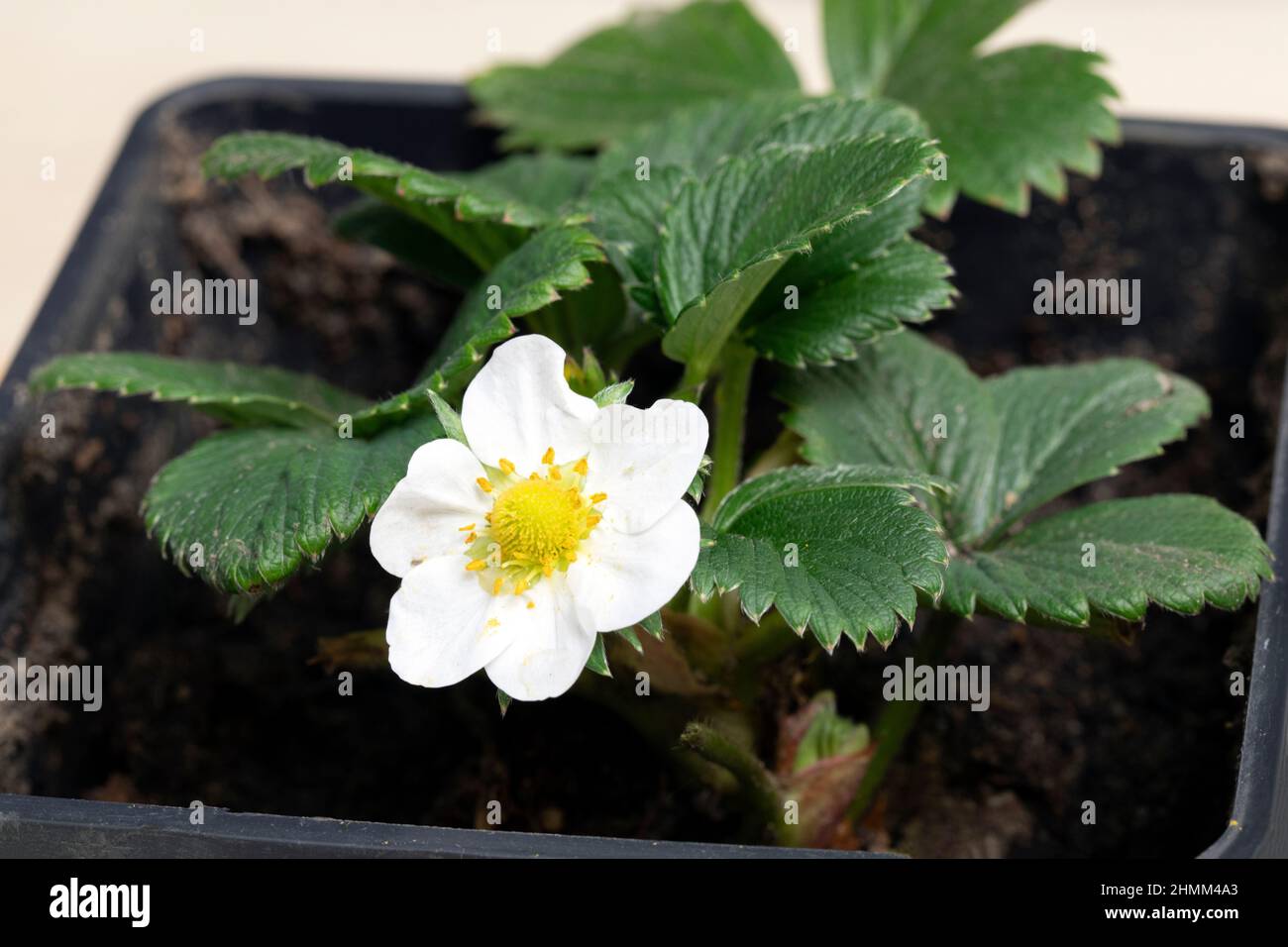 fiore di fragola bianco, piante di fragola fioriscono in vaso nel giardino di casa Foto Stock