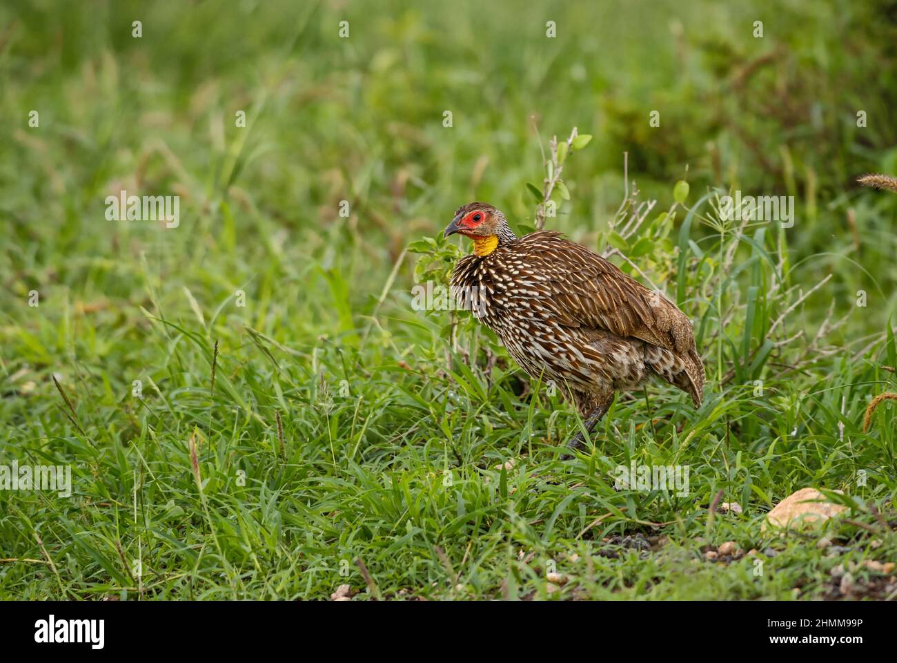 Spurfowl a collo giallo - Pternistis leucosscepus, bellissimo uccello macinato colorato da cespugli africani e savannah, Tsavo Est, Kenya. Foto Stock