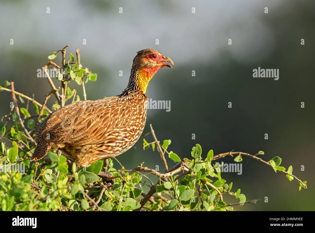 Spurfowl a collo giallo - Pternistis leucosscepus, bellissimo uccello macinato colorato da cespugli africani e savannah, Tsavo Est, Kenya. Foto Stock