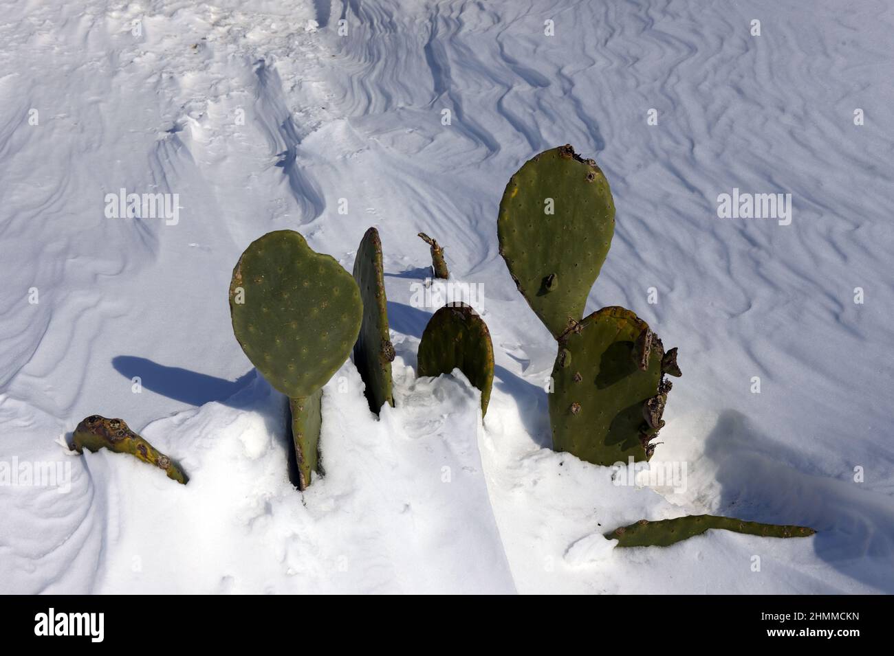 cactus pianta grassa mediterranea pianta succulente Foto Stock