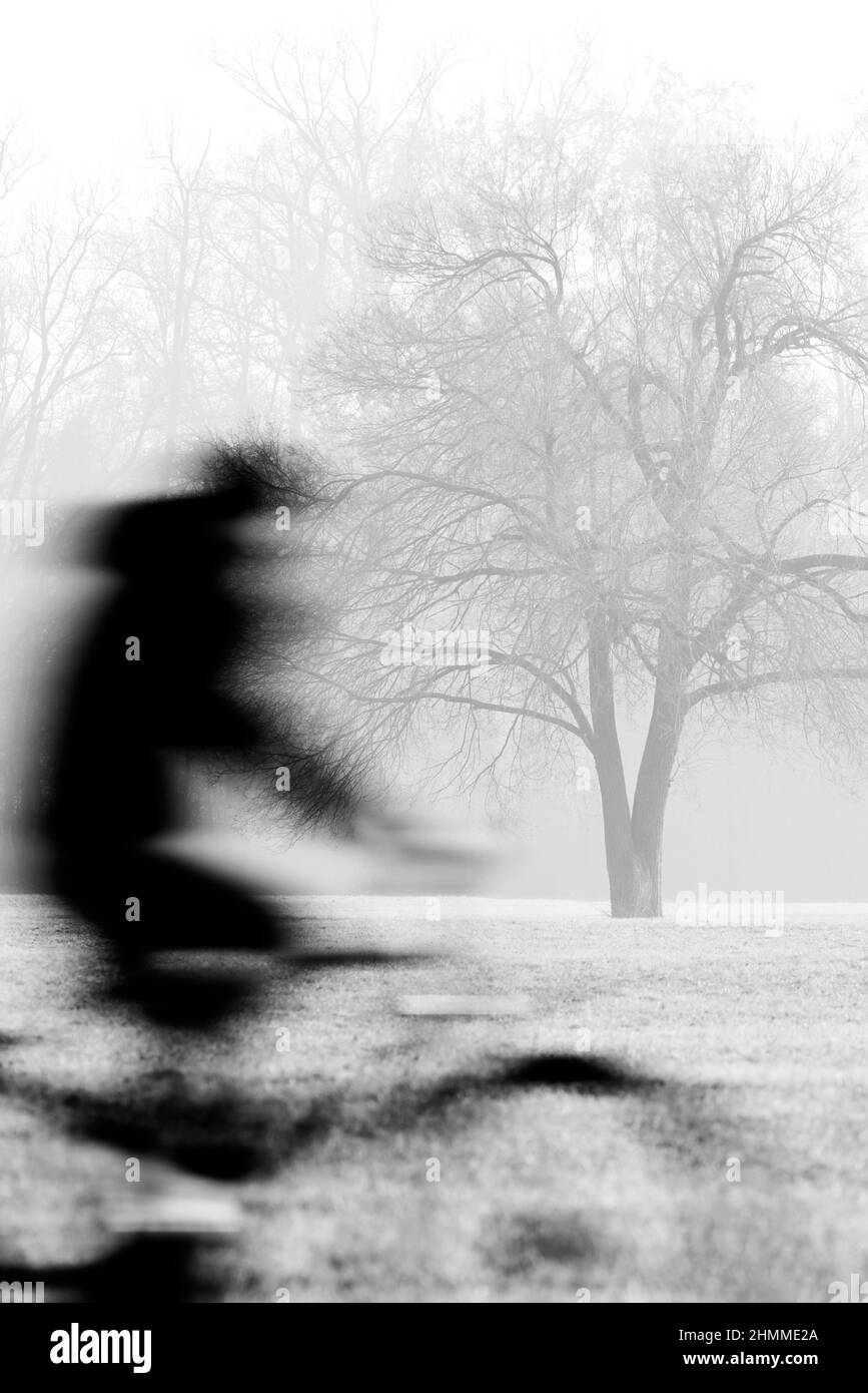 ciclista in bicicletta vicino ad un albero nel parco Foto Stock