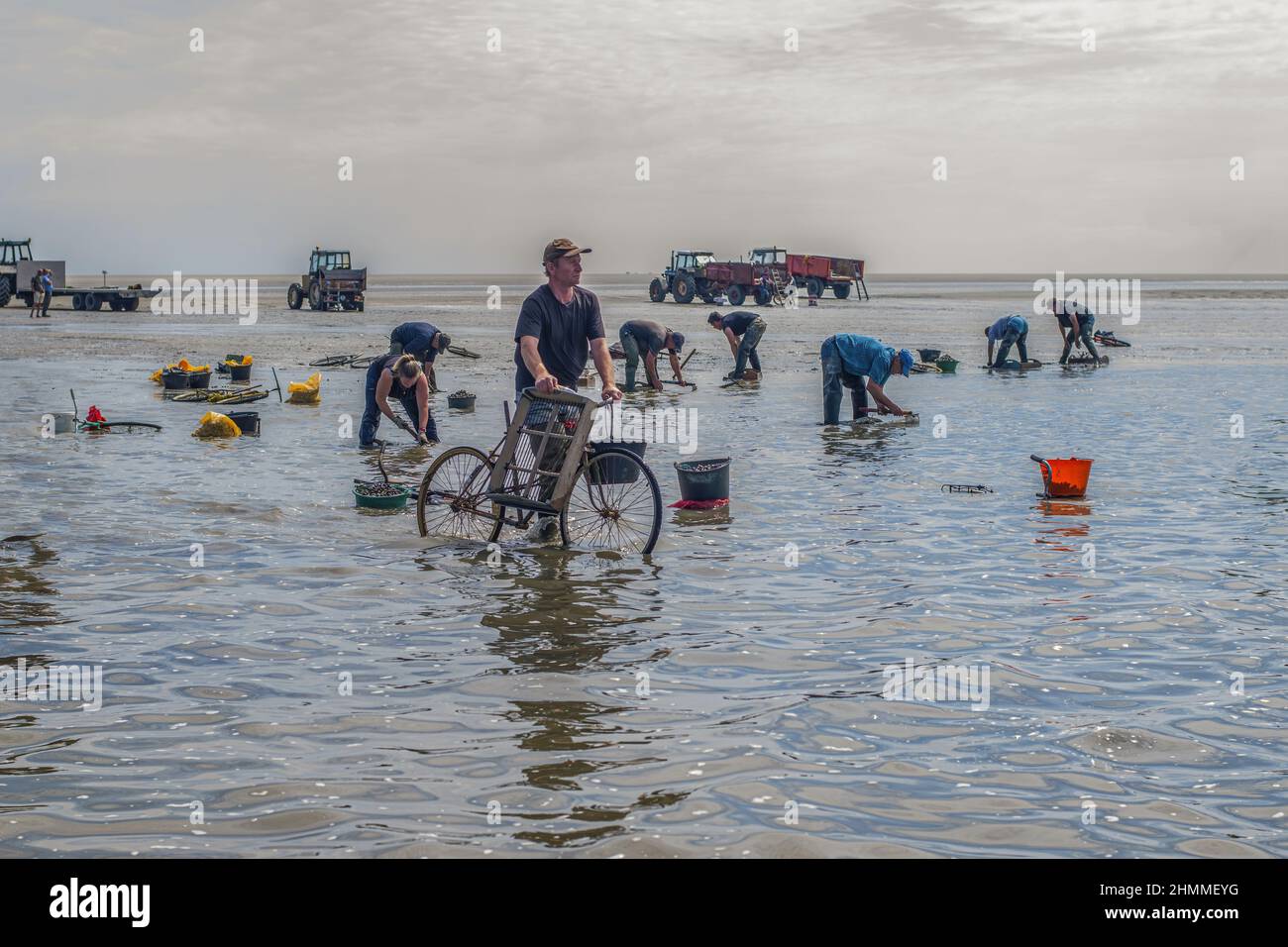 Vélos de Pêcheurs aux coques en baie de Somme Foto Stock