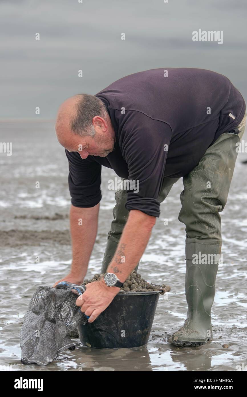 la pêche à pied professionnelle en baie de Somme Foto Stock