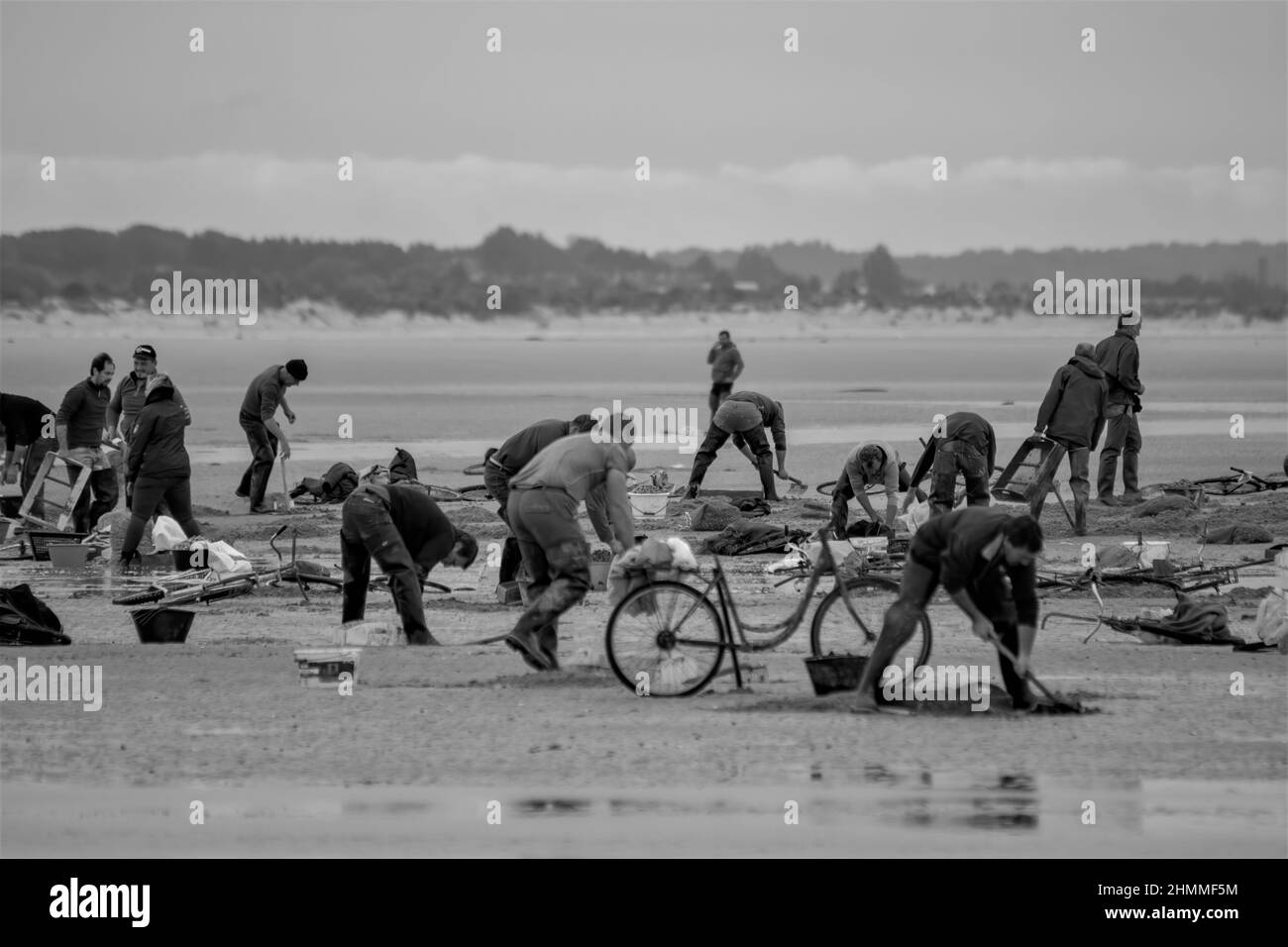 la pêche à pied professionnelle en baie de Somme Foto Stock