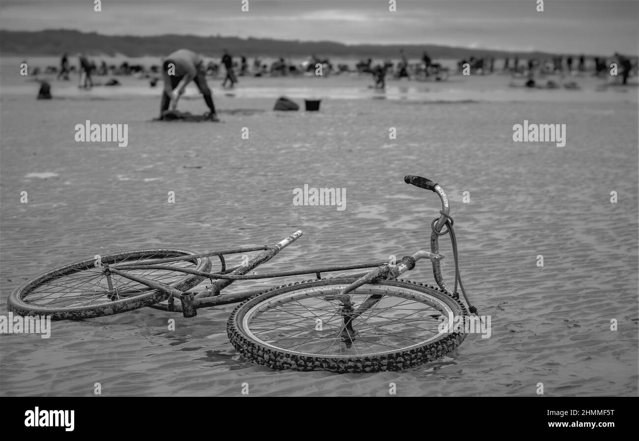 la pêche à pied professionnelle en baie de Somme Foto Stock