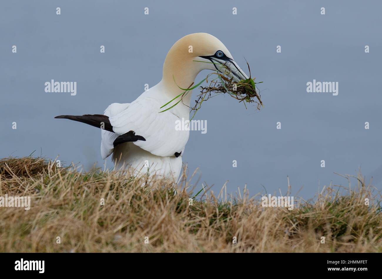 Un gannet settentrionale arroccato sul bordo della scogliera con nido materiale da costruzione nel suo becco Foto Stock