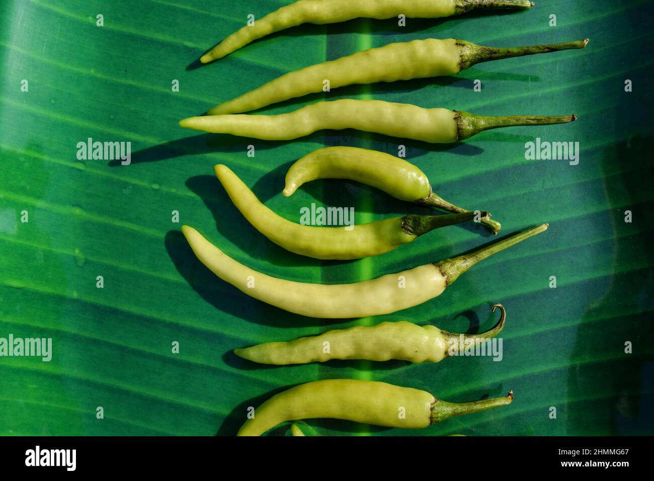 Verde chiaro freddo, verde chiaro peperoncino disposto in linea. Verdure fresche biologiche indiane Foto Stock