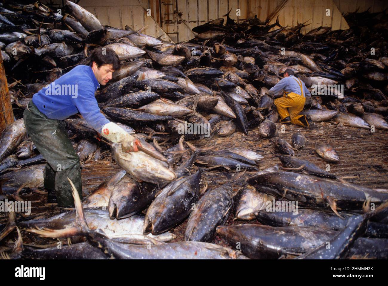 peche au thon oceano atlantique Foto Stock