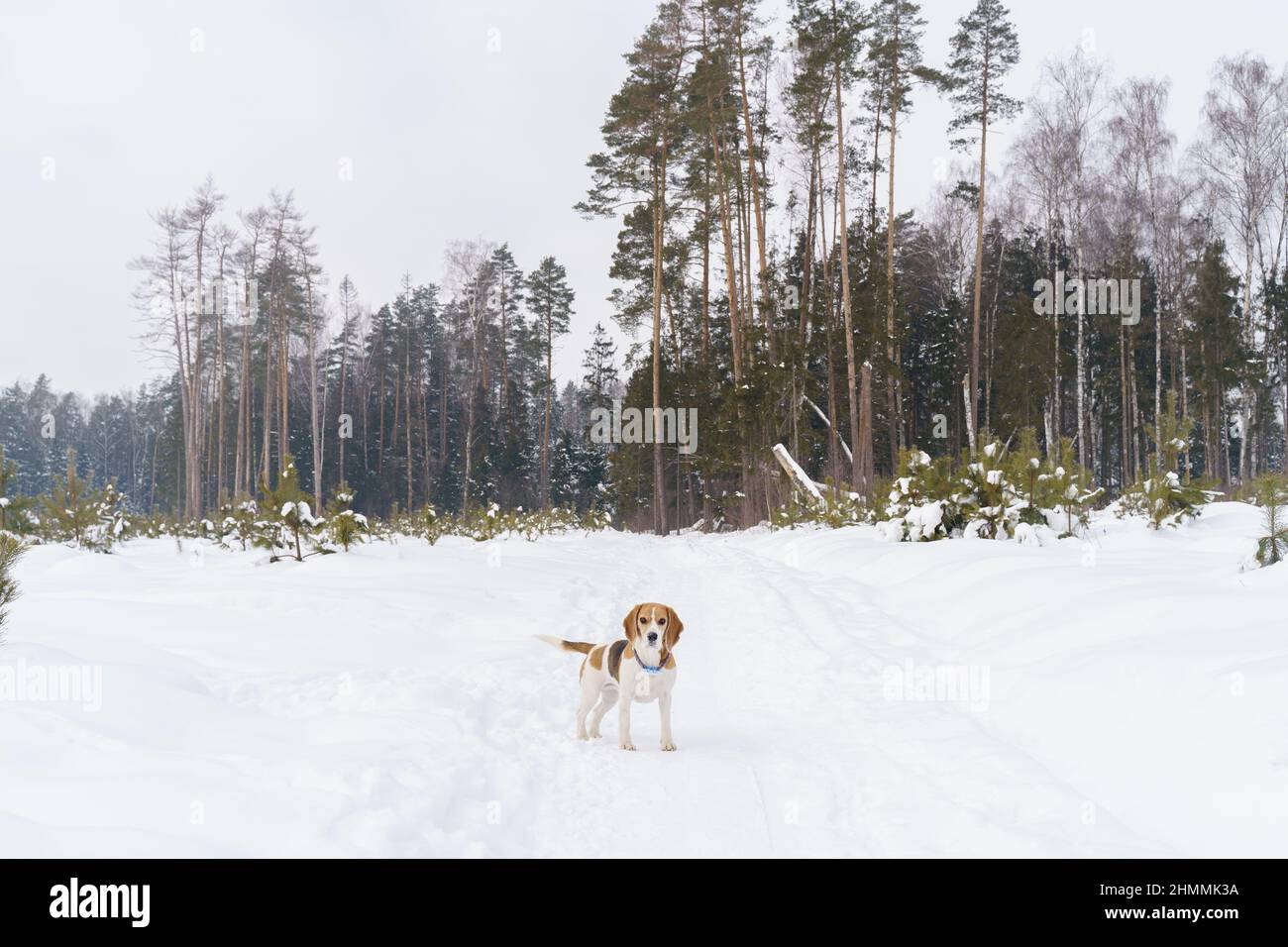 Carino cane beagle a piedi sul campo d'inverno con neve e piccoli abeti giovani Foto Stock